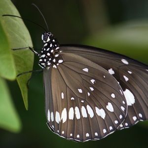 Meet your Posher, Adriel